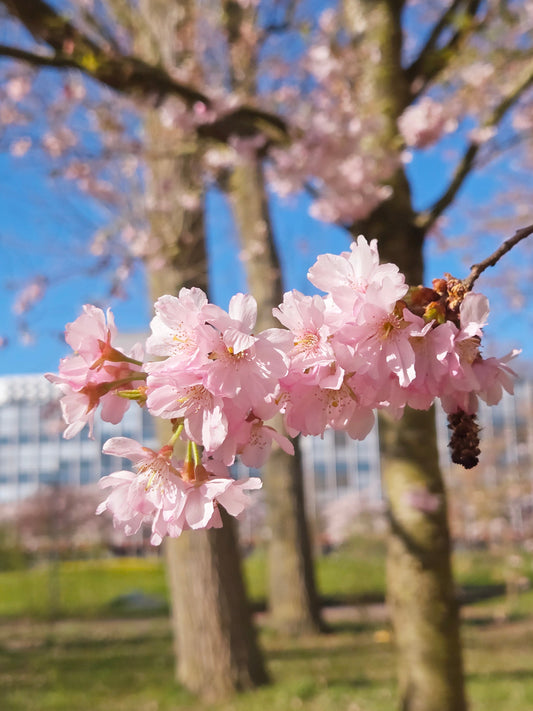 Why I Love Cherry Blossoms in Spring 🌸